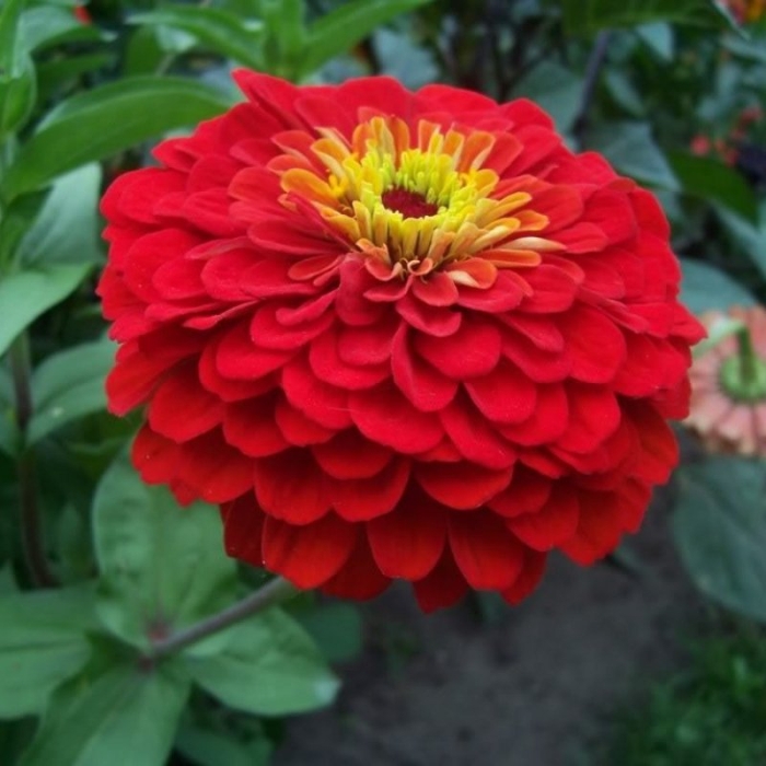 Цинния клеопатра f1