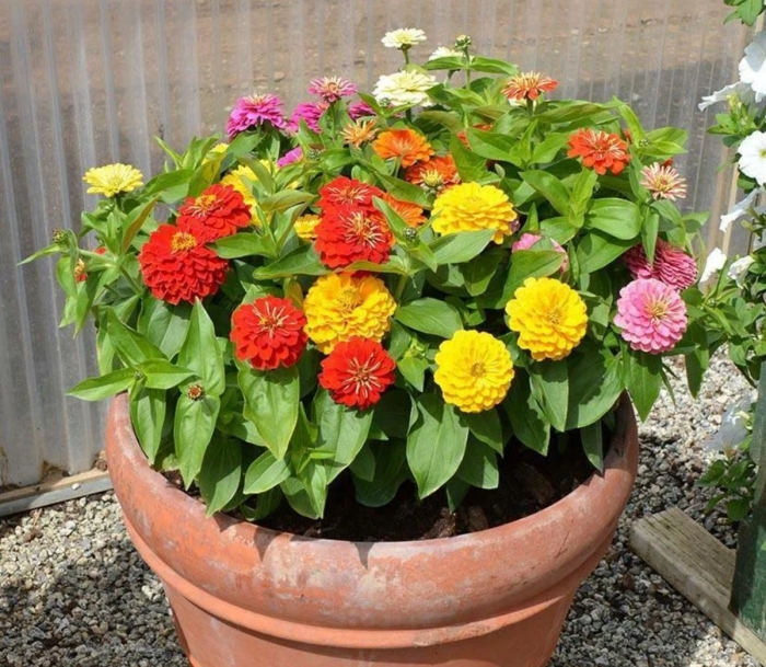 Циния кустовая низкорослая