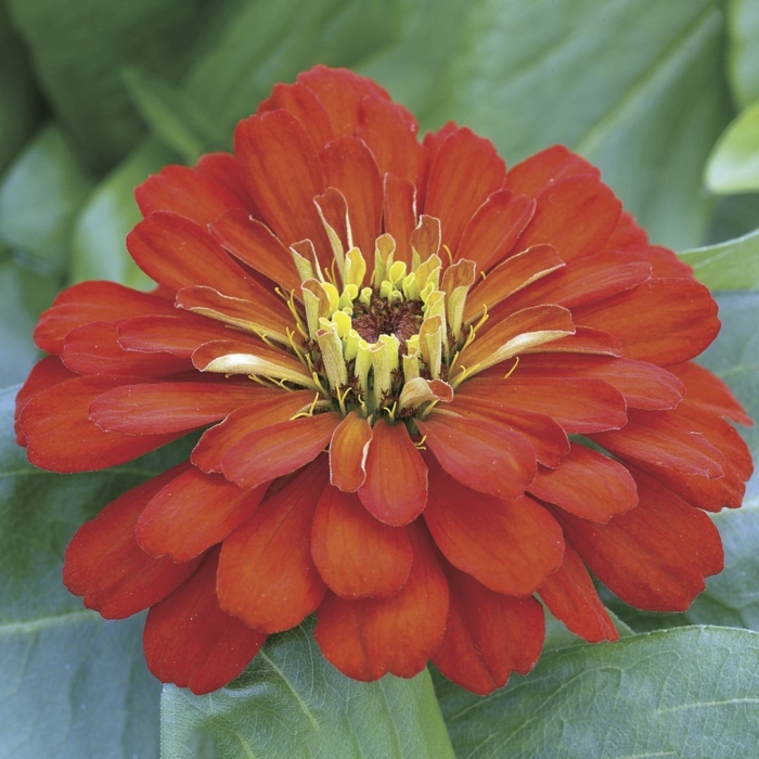 Цинния мастер черри роуз