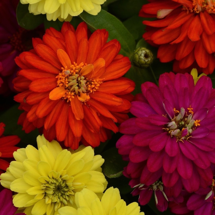 Цинния дабл захара