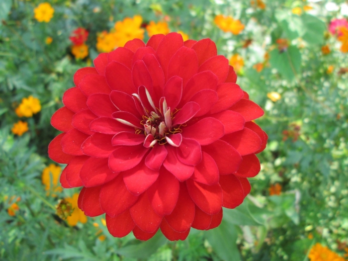 Цинния элеганс