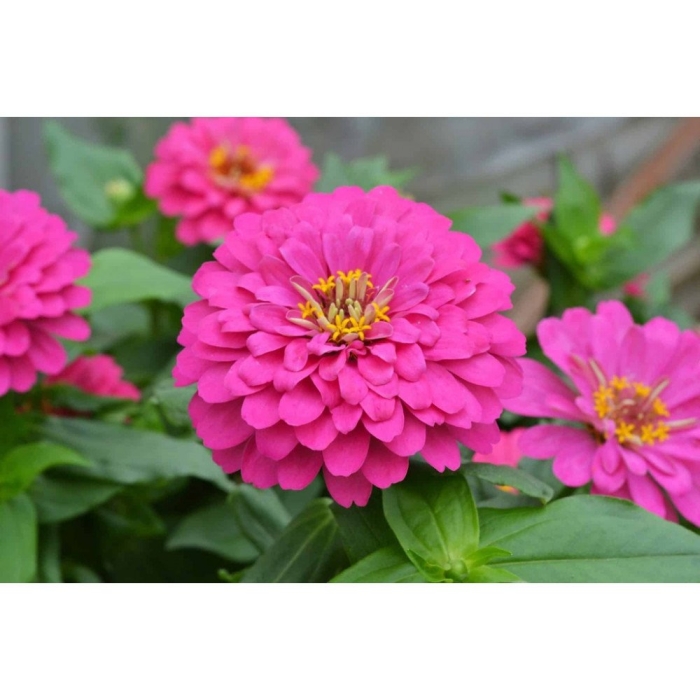 Цинния изящная