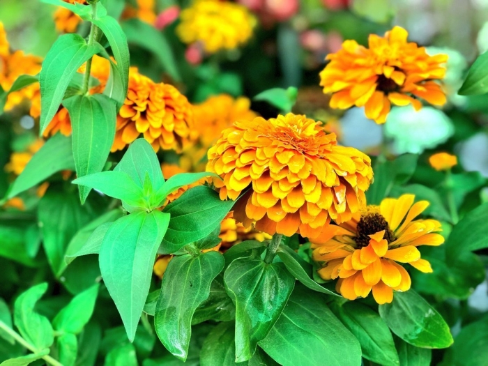 Цинния хаага огненная радуга