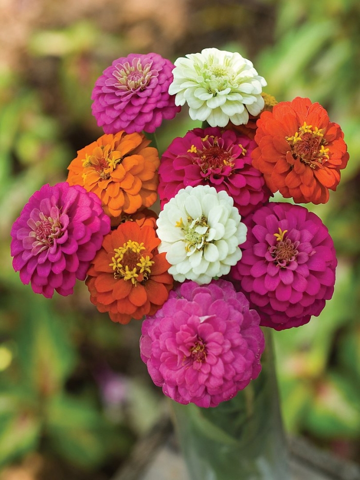 Циния пепито дварф микс