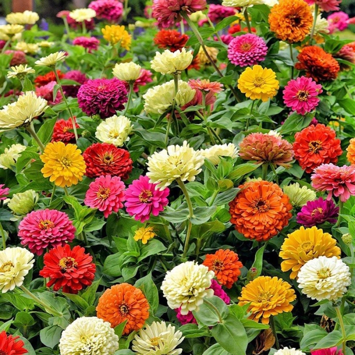 Цинния дримленд микс