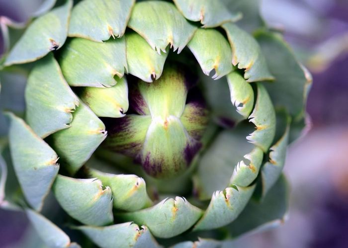 Растение артишок