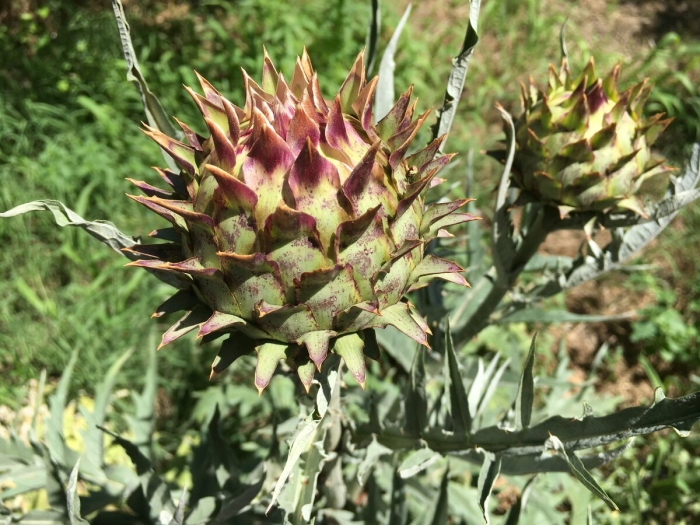 Растение артишок