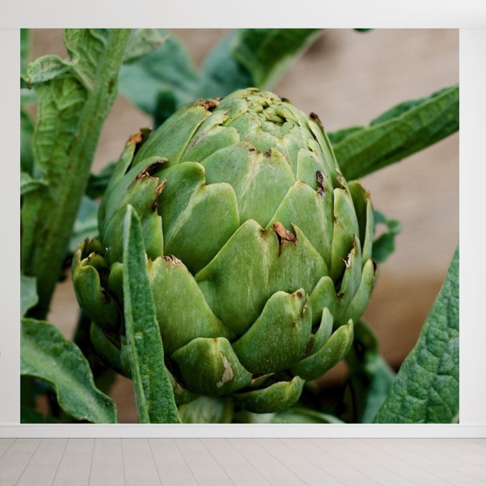 Артишок растение