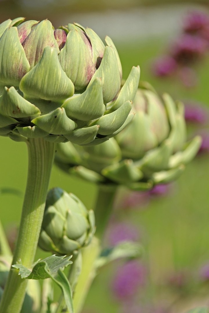 Артишок растение