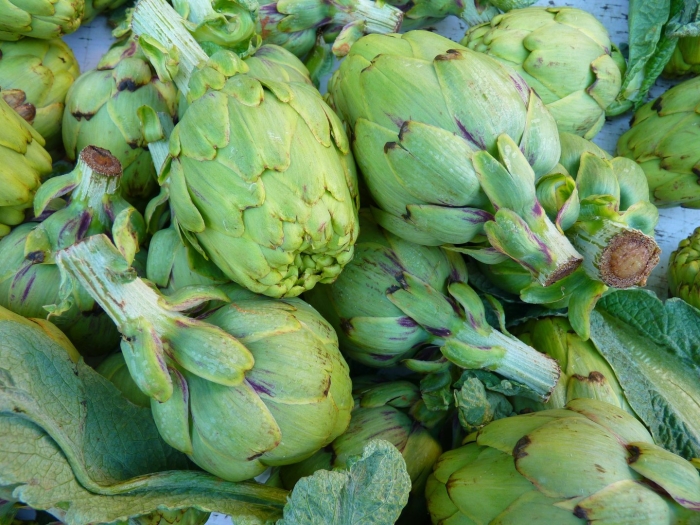 Artichoke plant