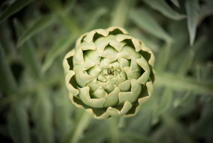 Артишок эстетика