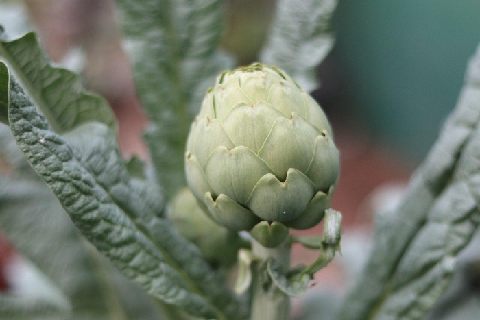 Холесенол артишок