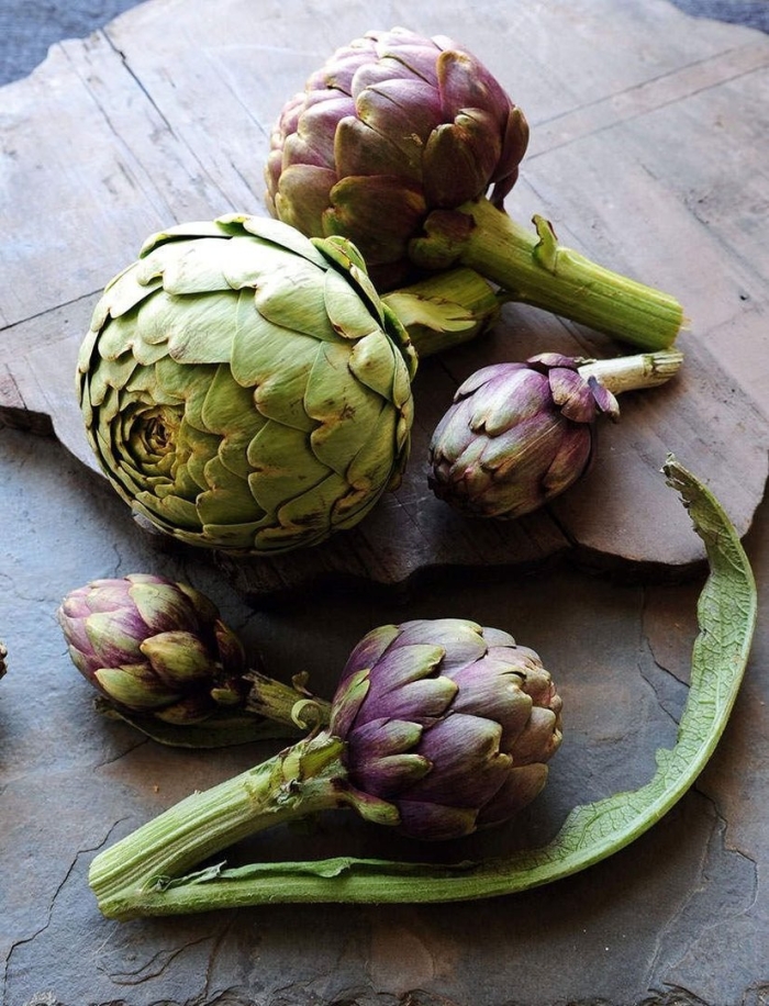 Артишок растение