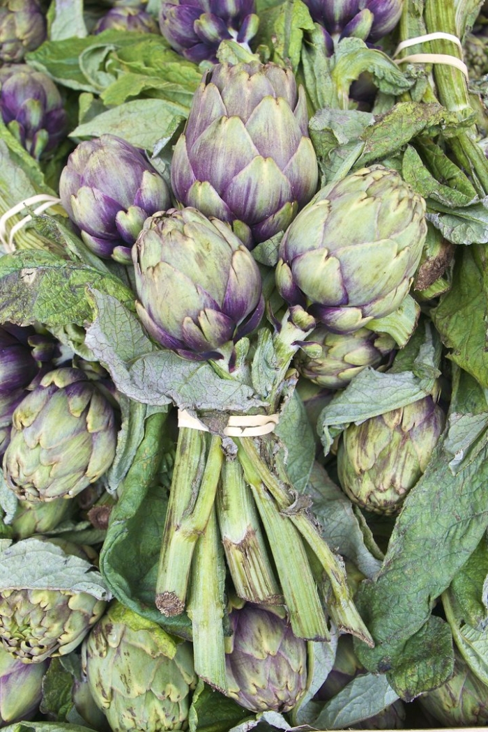 Артишок зеленый