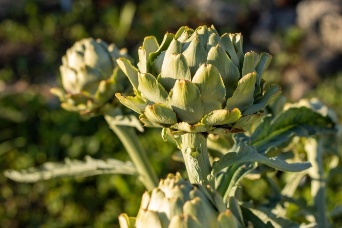 Артишок в крыму