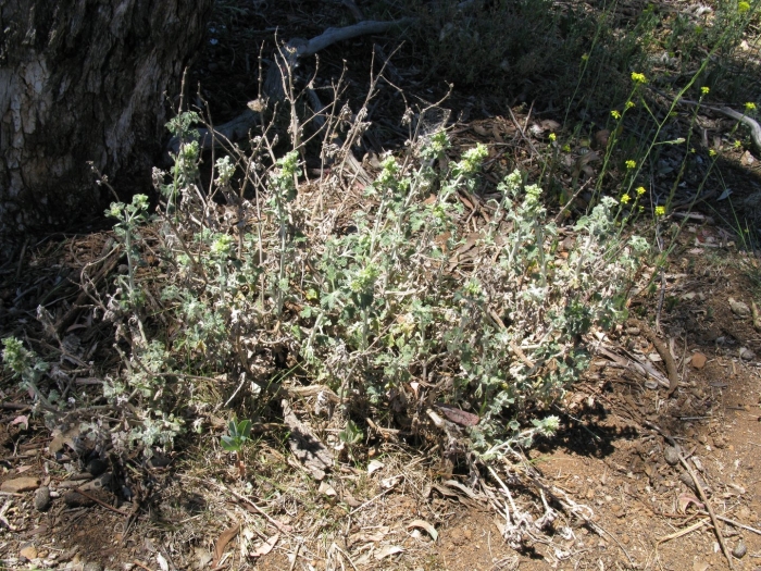 Marrubium leonuroides