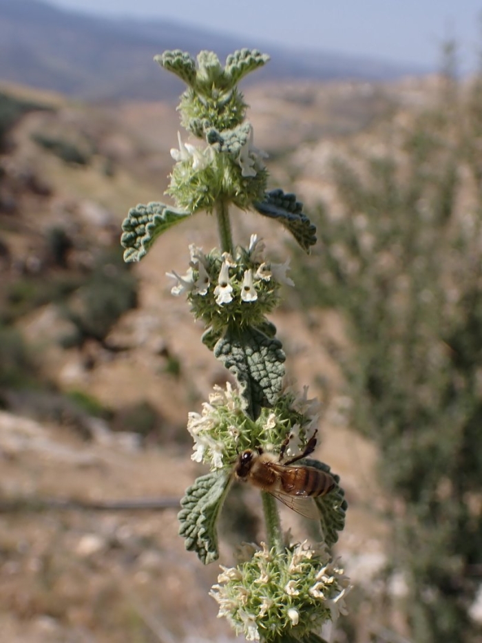 Шандра обыкновенная (marrubium vulgare)