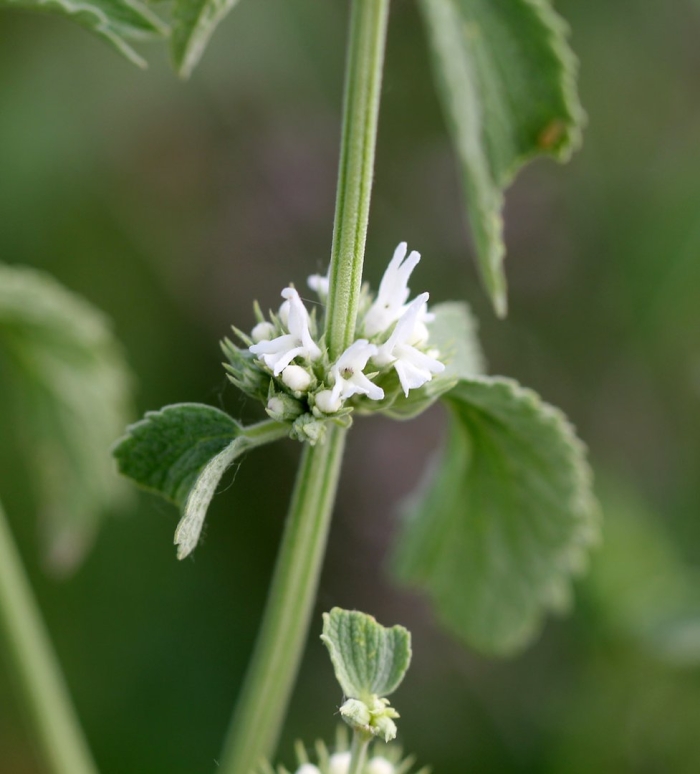 Шандра обыкновенная трава