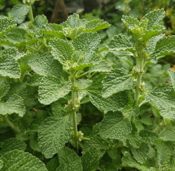 Шандра обыкновенная