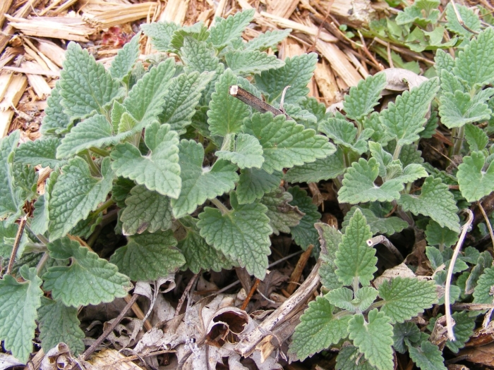 Мята котовник