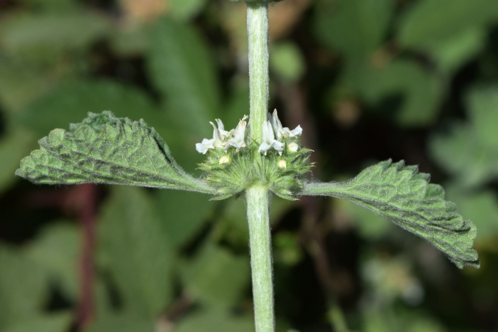 Шандра обыкновенная (marrubium vulgare)