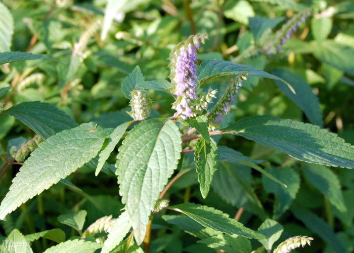 Эльсгольция патрэна