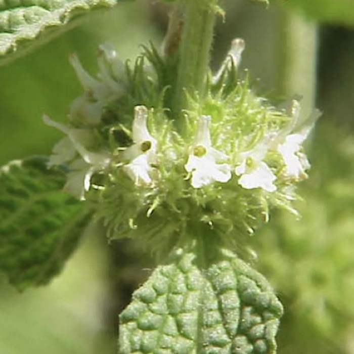 Мята шандра