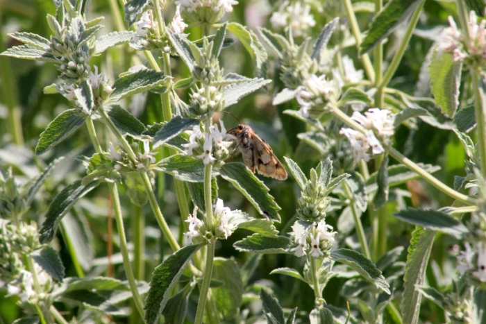 Трава шандра