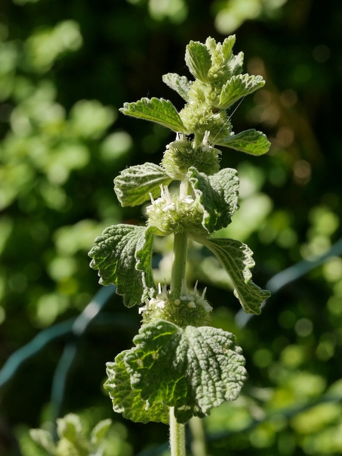 Конская мята