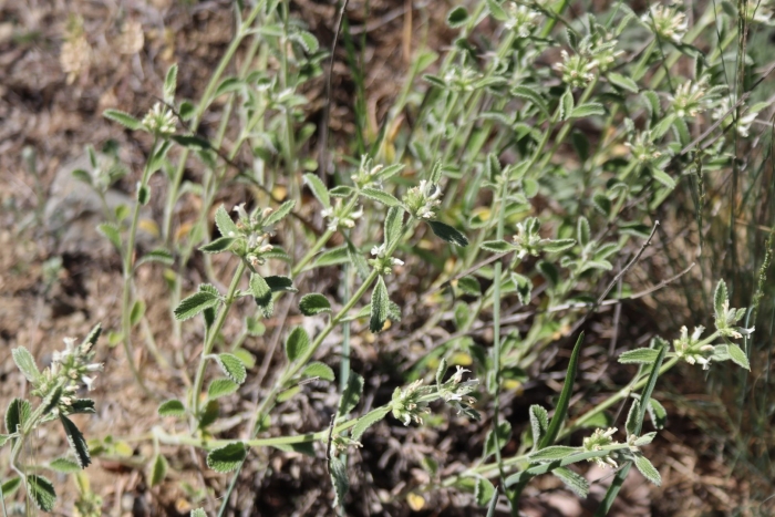 Грыжник (herniaria)