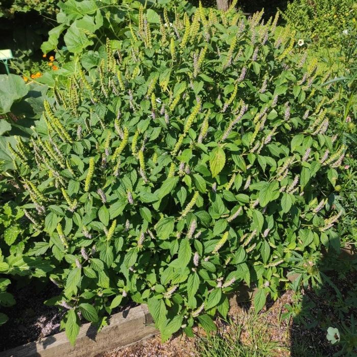 Фитолакка лаконос американский