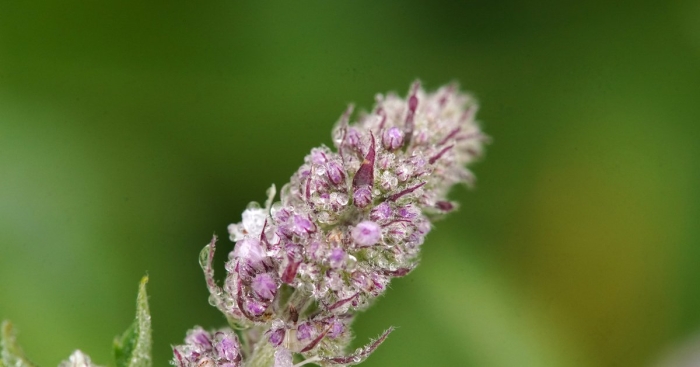 Мята перечная цветет