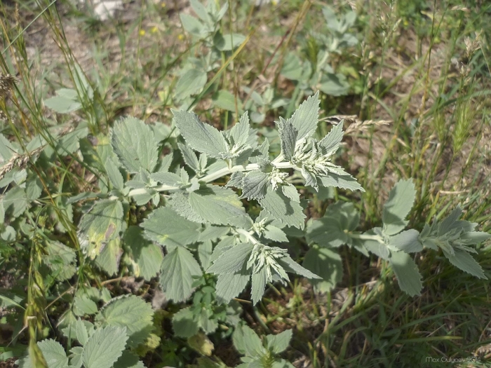 Шандра ранняя