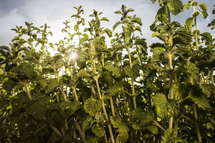 Конская мята шандра