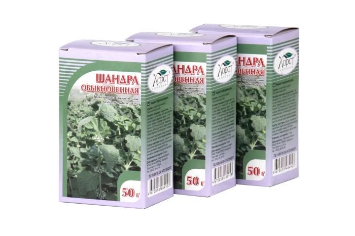 Шандра обыкновенная трава