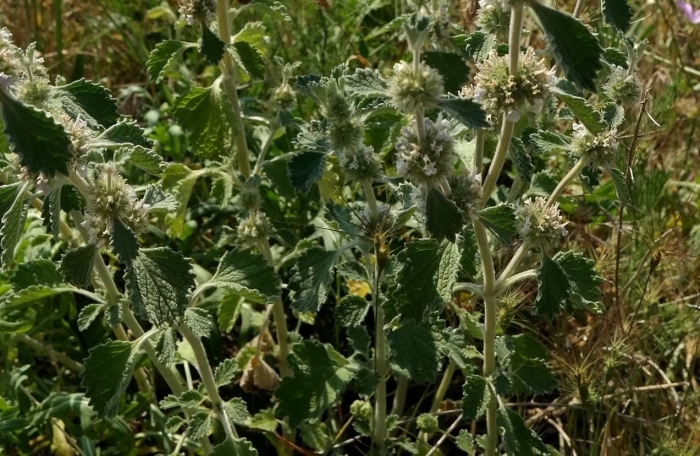 Шандра обыкновенная (marrubium vulgare l.)