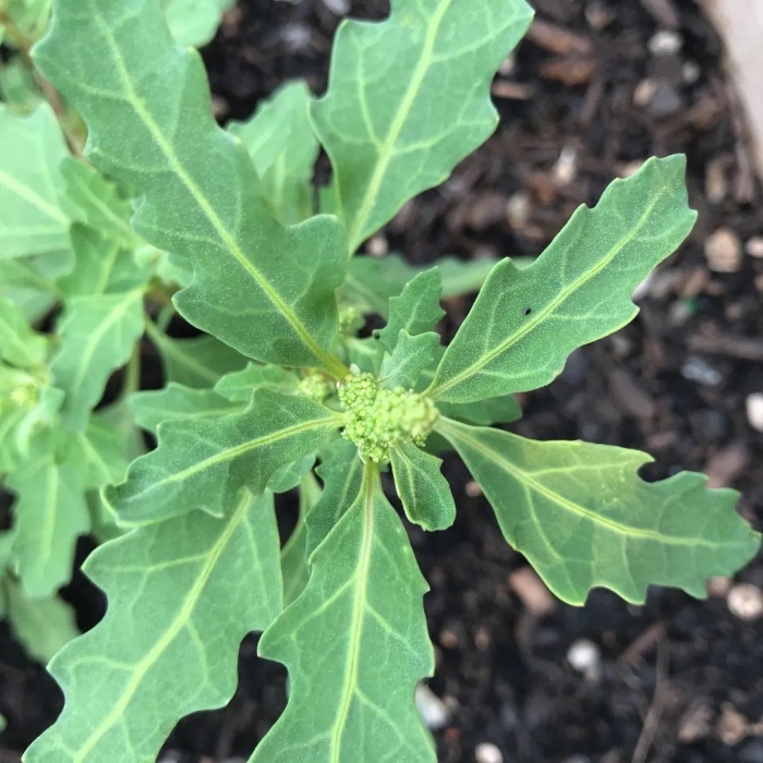 Марь сизая (chenopodium glaucum)