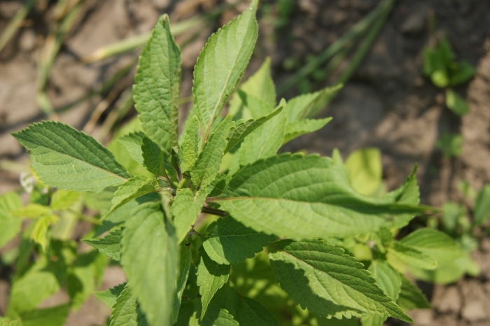 Шандра обыкновенная сорняк