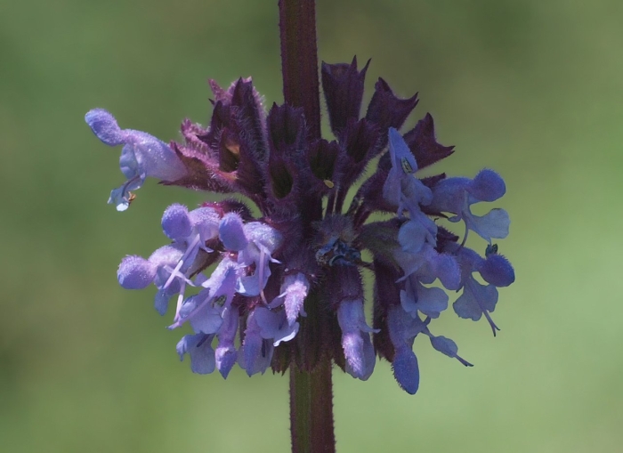 Salvia verticillata