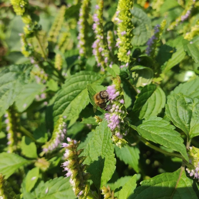 Лофант тибетский (мята корейская)