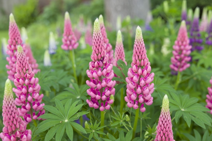 Lupinus растения