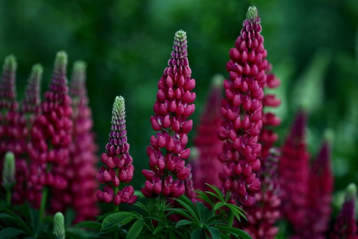 Люпин цветок многолетник