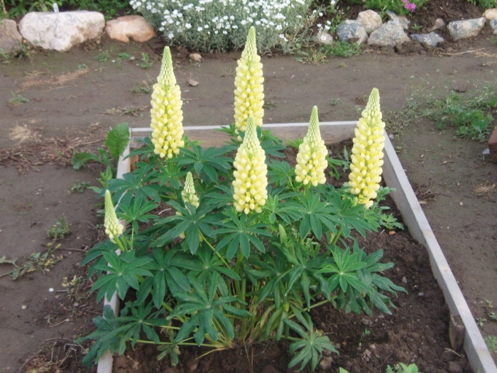 Люпин шанделер