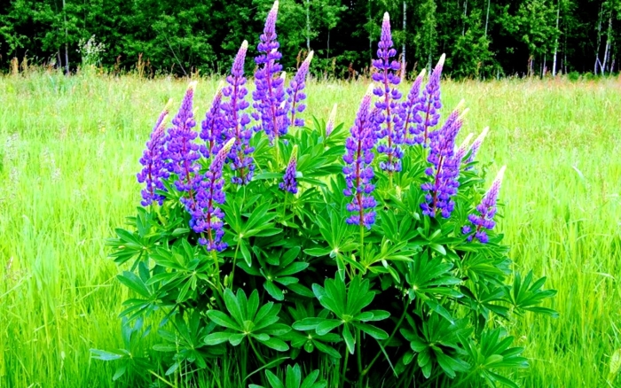 Люпин семена сидерат