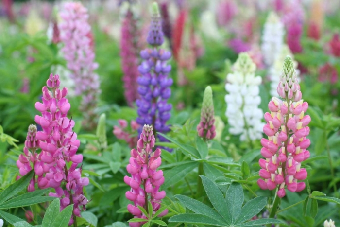 Люпин ноблемейден