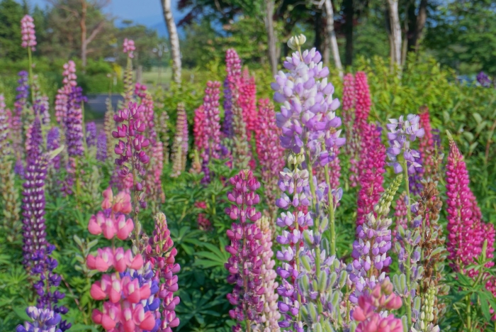 Люпин эрмитаж многолетник