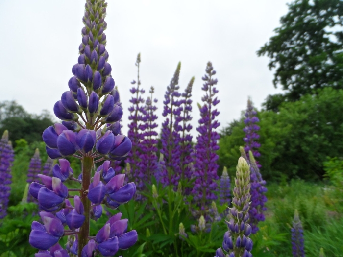 Растение люпин
