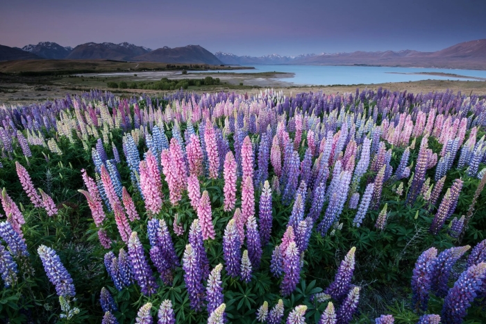 Текапо новая зеландия