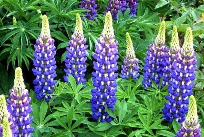 Люпин дилайт