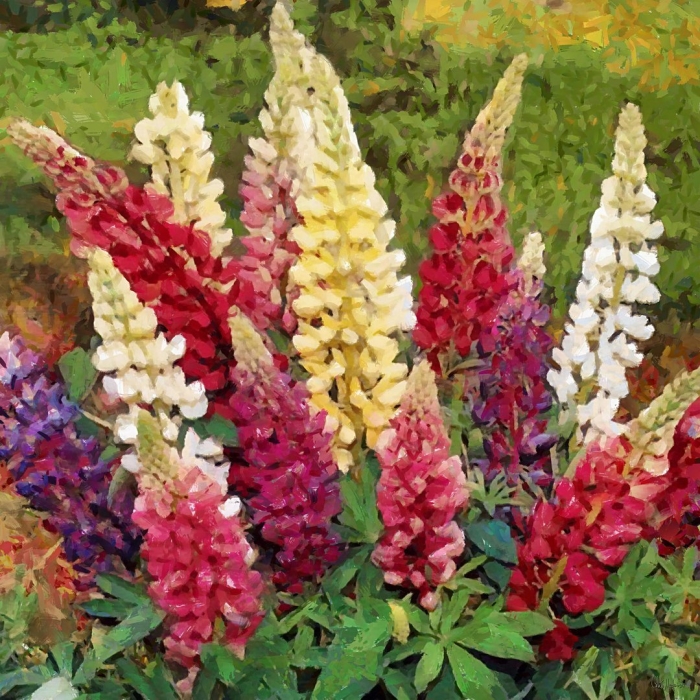 Люпин многолистный минарет